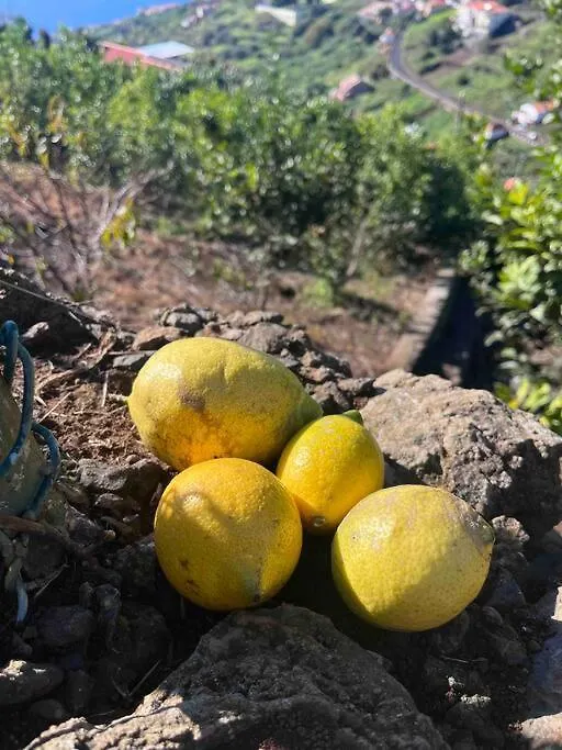 Lucky Lemons - Boutique Houses Madeira Calheta  0*, Calheta (Madeira) Portugal